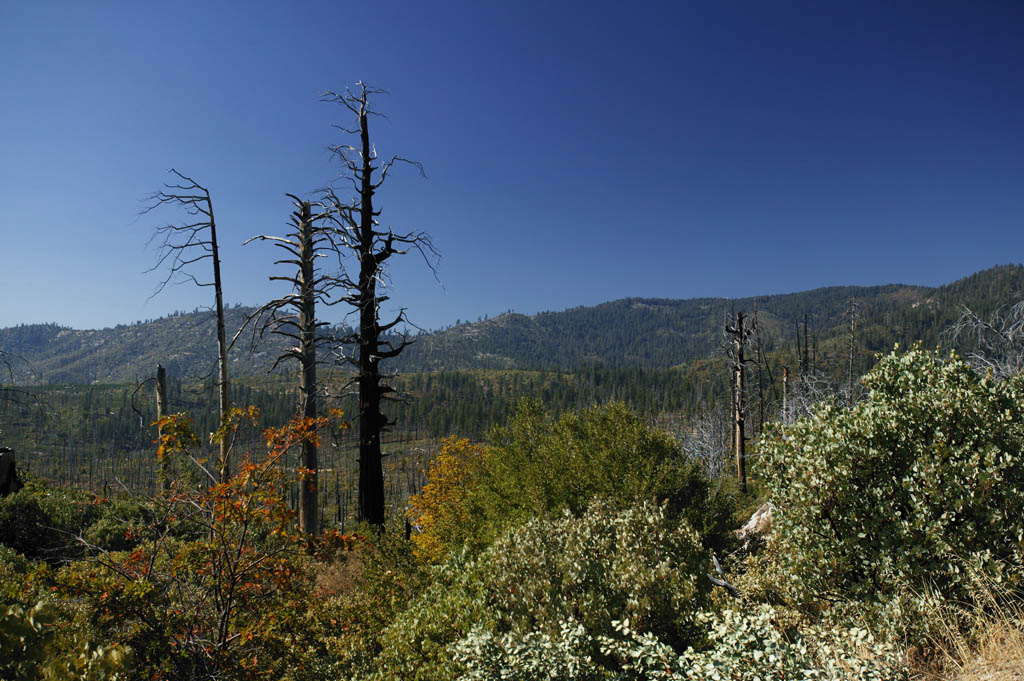 fotografia, materiale, libero il panorama, dipinga, fotografia di scorta,Riproduzione di foresta che brucia e  esaurita, albero, fuoco di foresta, foresta, 