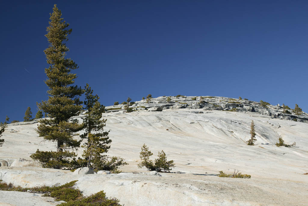 fotografia, materiale, libero il panorama, dipinga, fotografia di scorta,Gli alberi di Iwagami, albero, Granito, foresta, pietra