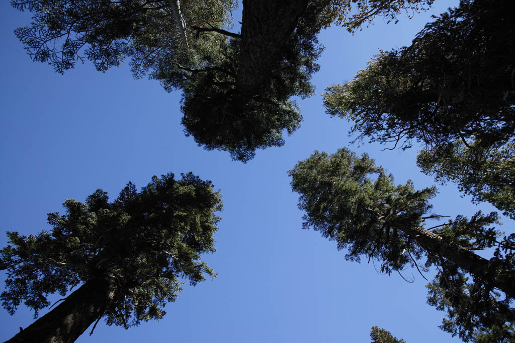 fotografia, materiale, libero il panorama, dipinga, fotografia di scorta,Al cielo blu alla stagione asciutta, albero, cielo blu, foresta, conifera