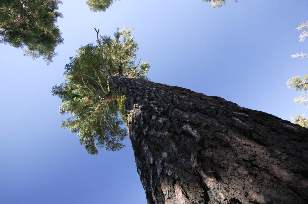 photo,material,free,landscape,picture,stock photo,Creative Commons,Solitude of large tree, tree, blue sky, forest, conifer