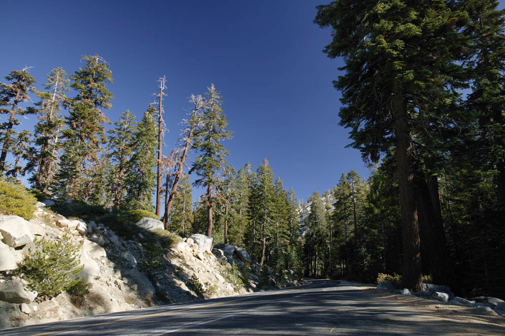 photo,material,free,landscape,picture,stock photo,Creative Commons,Road in dry forest, tree, blue sky, forest, Asphalt