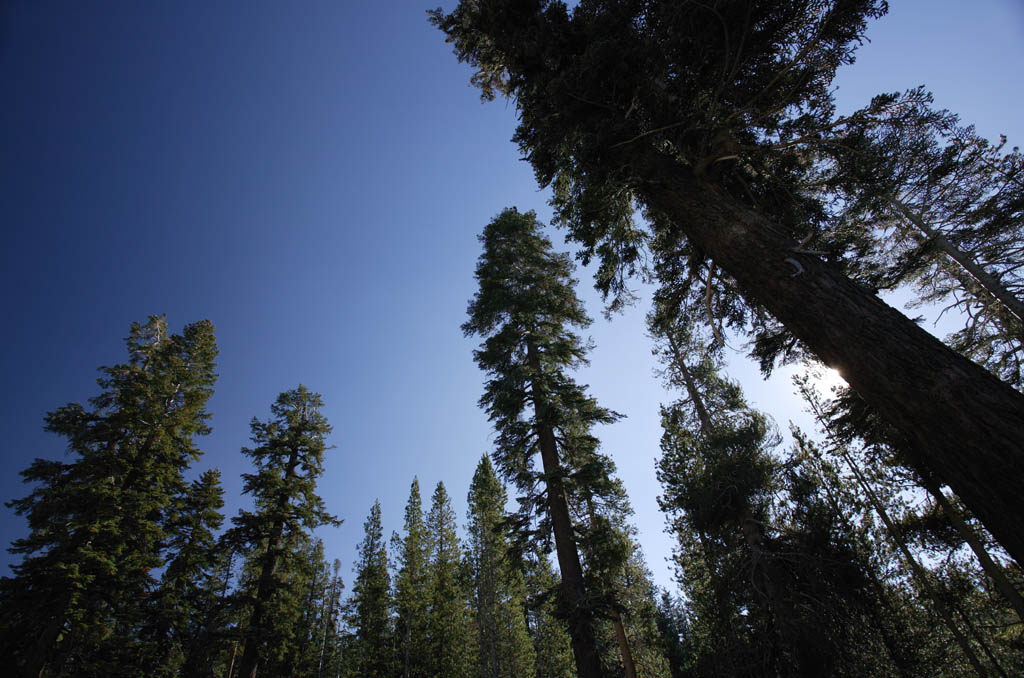 photo,material,free,landscape,picture,stock photo,Creative Commons,To the blue sky at the dry season, tree, blue sky, forest, conifer