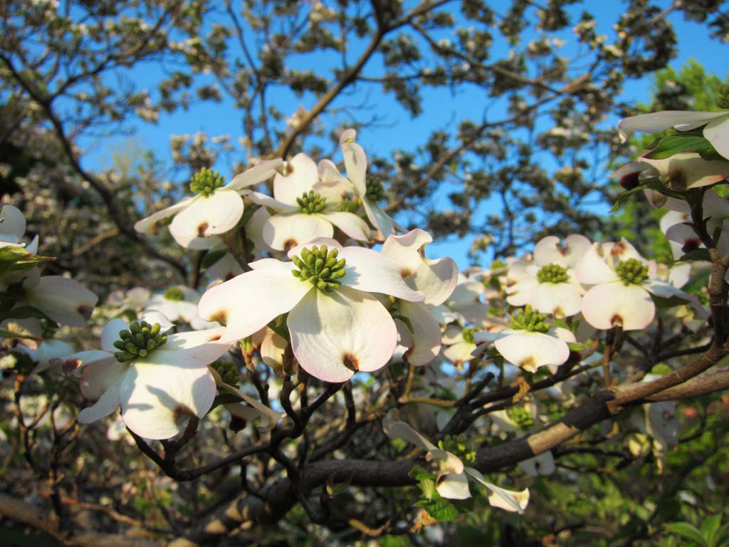 photo,material,free,landscape,picture,stock photo,Creative Commons,Flowering Dogwood, , , , 