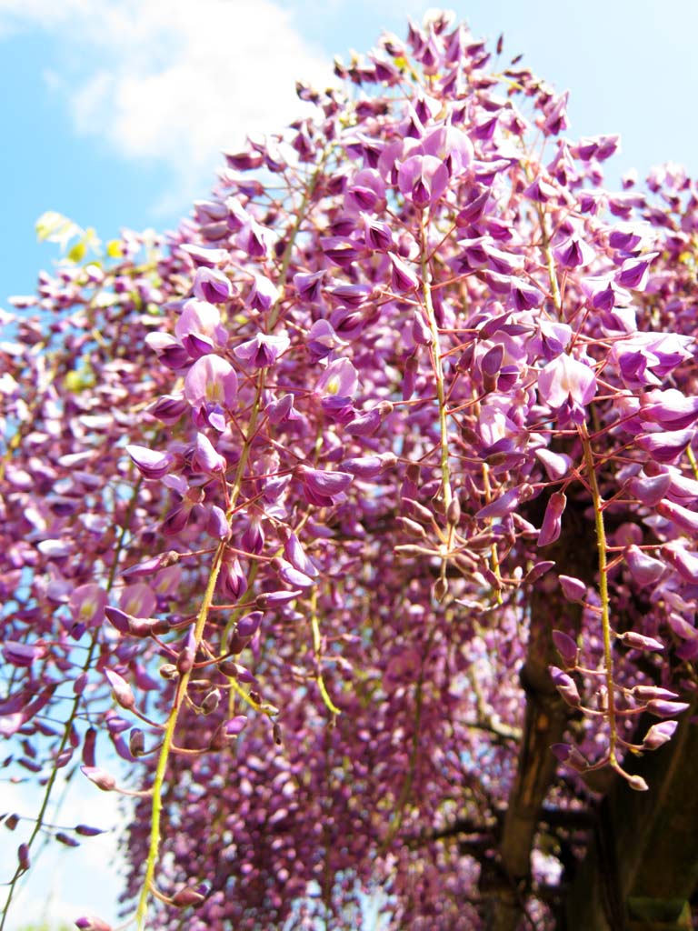 Foto, materieel, vrij, landschap, schilderstuk, bevoorraden foto,Wisteria, , , , 