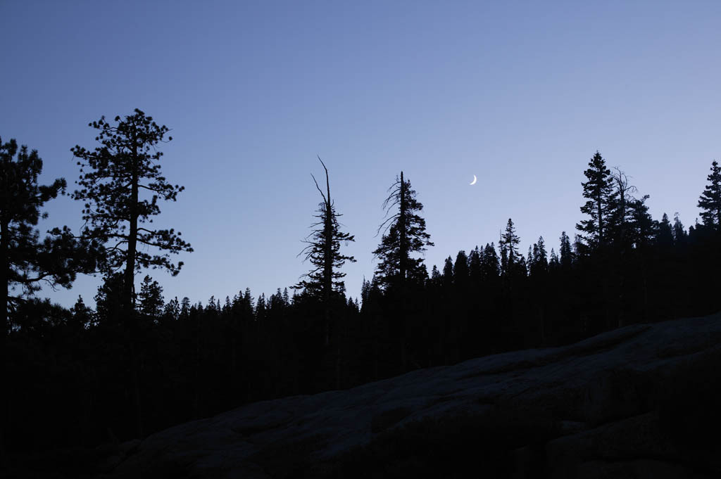 photo, la matire, libre, amnage, dcrivez, photo de la rserve,La lune dans bois soir,  noir, La lune, fort, toile