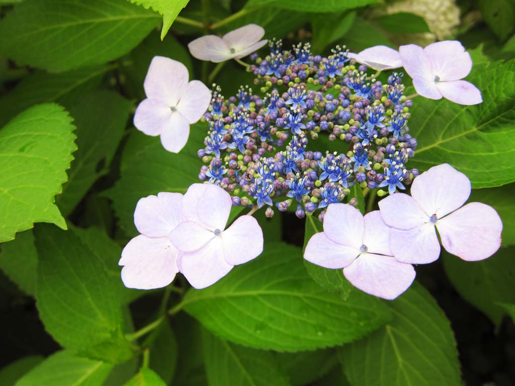 Foto, materiell, befreit, Landschaft, Bild, hat Foto auf Lager,Hydrangea macrophylla, , , , 