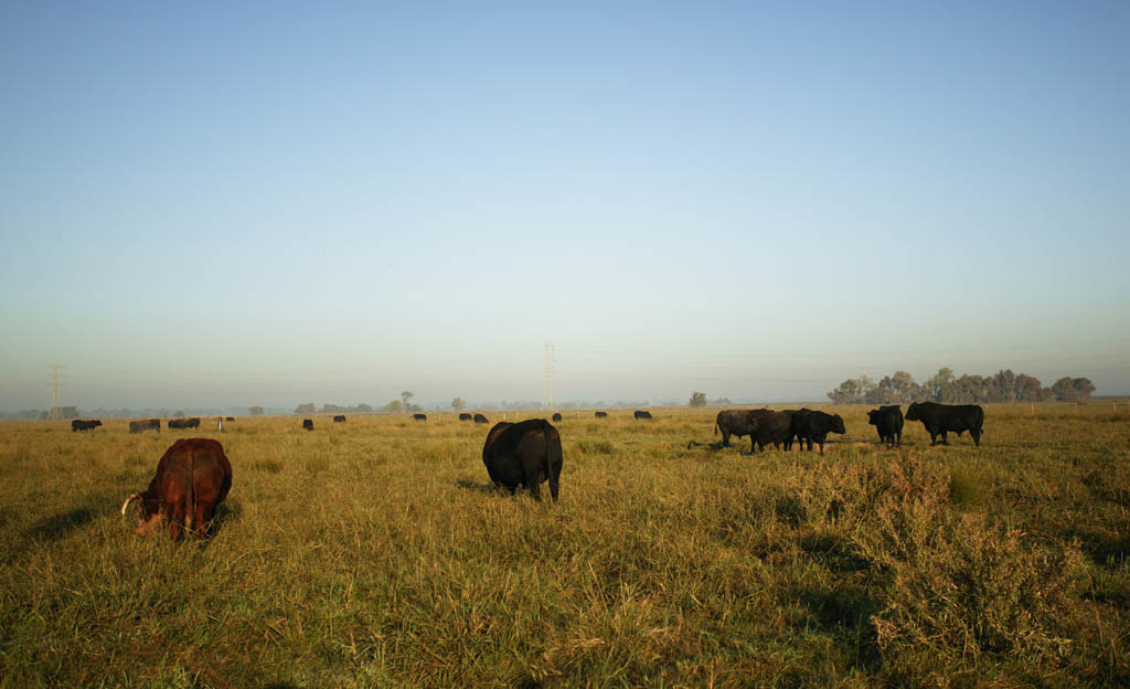 foto,tela,gratis,paisaje,fotografa,idea,Pueblo natal de carne de res estadounidense, Rancho, Vaca, Csped, Granja