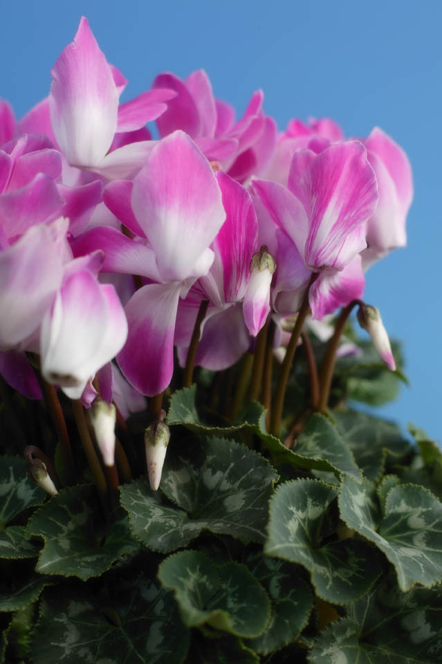 fotografia, materiale, libero il panorama, dipinga, fotografia di scorta,Ciclamino colore rosa, ciclamino, petalo, foglia, pianta messa in vaso