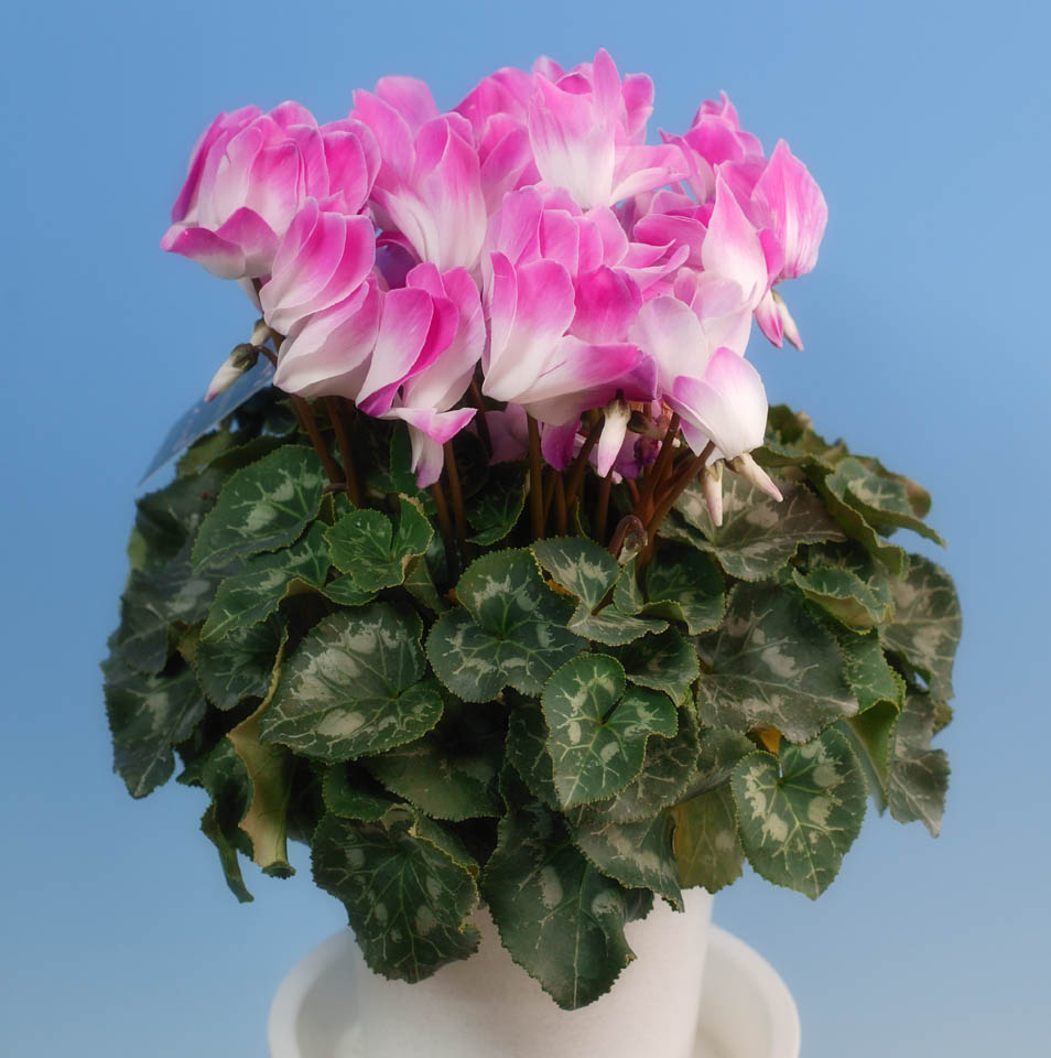 photo, la matire, libre, amnage, dcrivez, photo de la rserve,Cyclamen rose, cyclamen, ptale, feuille, plante en pot