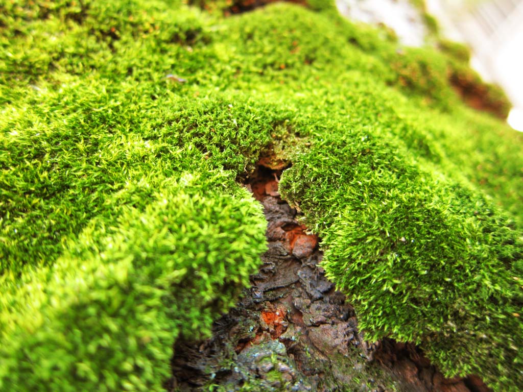 fotografia, materiale, libero il panorama, dipinga, fotografia di scorta,Il Lichen, , , , 