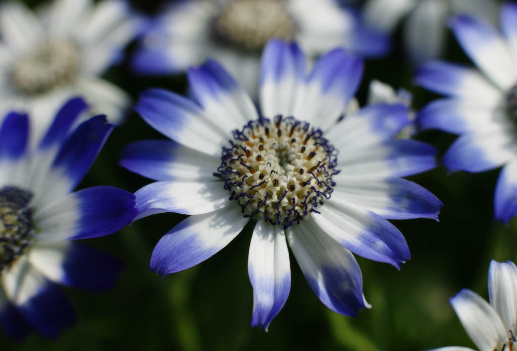 photo, la matire, libre, amnage, dcrivez, photo de la rserve,Cinraire bleue, cinraire, Bleu, plante indigo, plante en pot