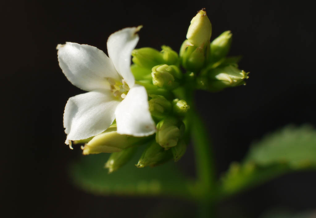 fotografia, materiale, libero il panorama, dipinga, fotografia di scorta,Kalanchoe bianco, kalanchoe, Bianco, gemma, pianta messa in vaso