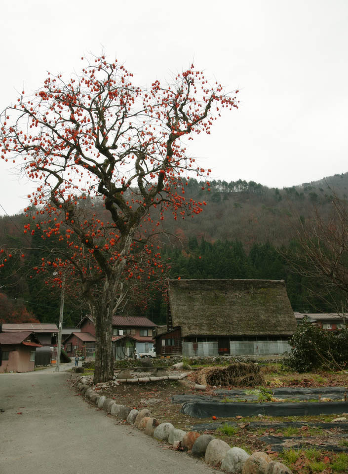 fotografia, materiale, libero il panorama, dipinga, fotografia di scorta,Il paese di.. nascita generosa. di persimmon, Architettura con ridgepole principale, Ricoprendo di paglia, persimmon, scenario rurale