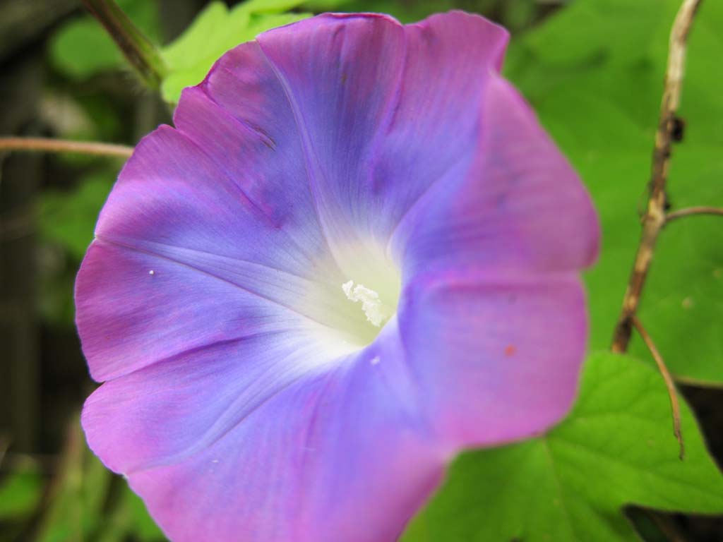 Foto, materieel, vrij, landschap, schilderstuk, bevoorraden foto,Morning Glory, , , , 