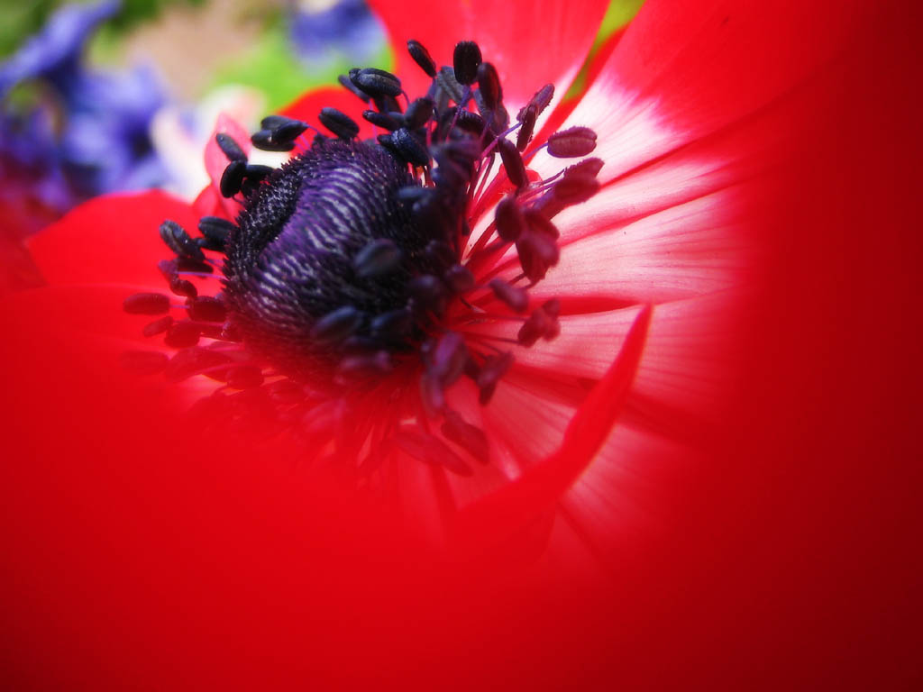 Foto, materieel, vrij, landschap, schilderstuk, bevoorraden foto,Rood van de anemoon, Rood, Kroonblad, Knop, Stuifmeel