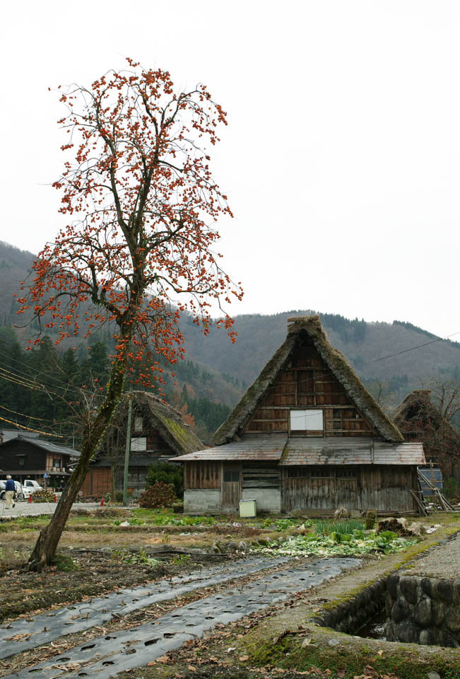 Foto, materieel, vrij, landschap, schilderstuk, bevoorraden foto,Boom en particulier huis van persimmon, Architectuur met hoofd ridgepole, Thatching, Particulier huis, Kaki