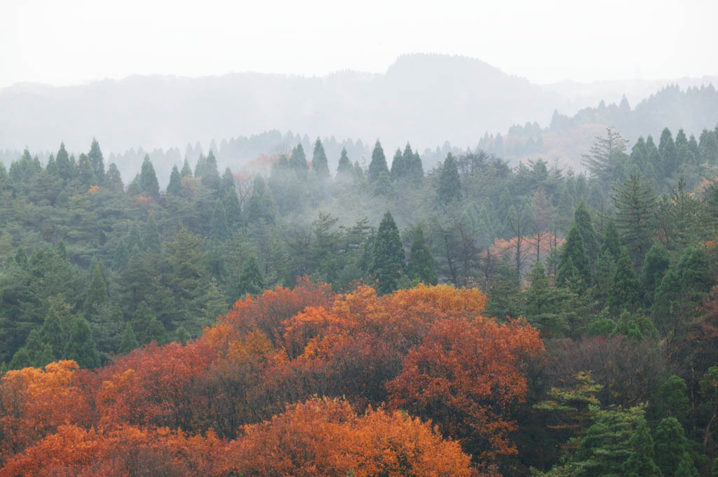 photo,material,free,landscape,picture,stock photo,Creative Commons,Forest in Asaka, Maple, Colored leaves, tree, The forest