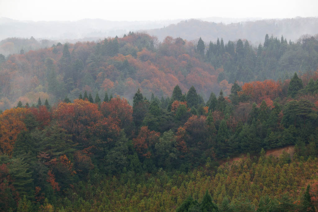 Foto, materiell, befreit, Landschaft, Bild, hat Foto auf Lager,Wald in Asaka, Ahorn, Frbte Bltter, Baum, Der Wald