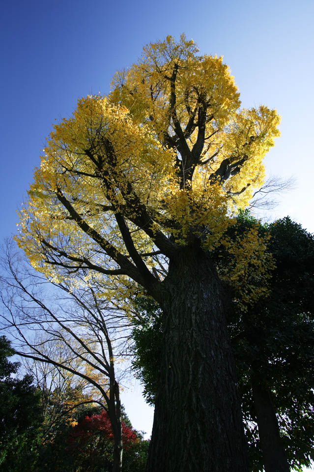 Foto, materieel, vrij, landschap, schilderstuk, bevoorraden foto,Herfst van maidenhair boom, Kleurig verloven, Ginkgo, Gevallene verloven, 