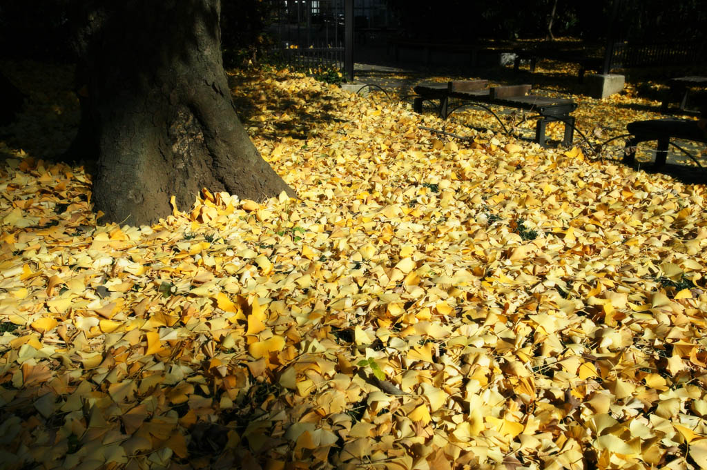 Foto, materieel, vrij, landschap, schilderstuk, bevoorraden foto,Dans van gevallene vel, Ht gemaald, Ginkgo, Gevallene verloven, 