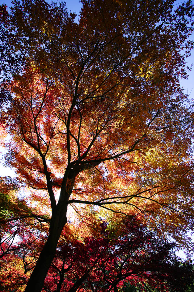 photo,material,free,landscape,picture,stock photo,Creative Commons,Budding autumn, Colored leaves, Maple, Fallen leaves, Red