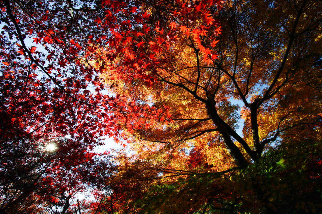 Foto, materiell, befreit, Landschaft, Bild, hat Foto auf Lager,Das Knospen Herbst, Frbte Bltter, Ahorn, Abgefallene Bltter, Rot