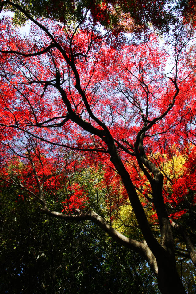 foto,tela,gratis,paisaje,fotografa,idea,Otoo en ciernes, Permisos de color, Arce, Hojas cadas, Rojo