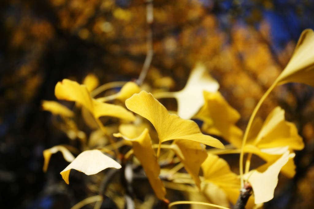 photo,material,free,landscape,picture,stock photo,Creative Commons,Autumn of maidenhair tree, Colored leaves, ginkgo, branch, 