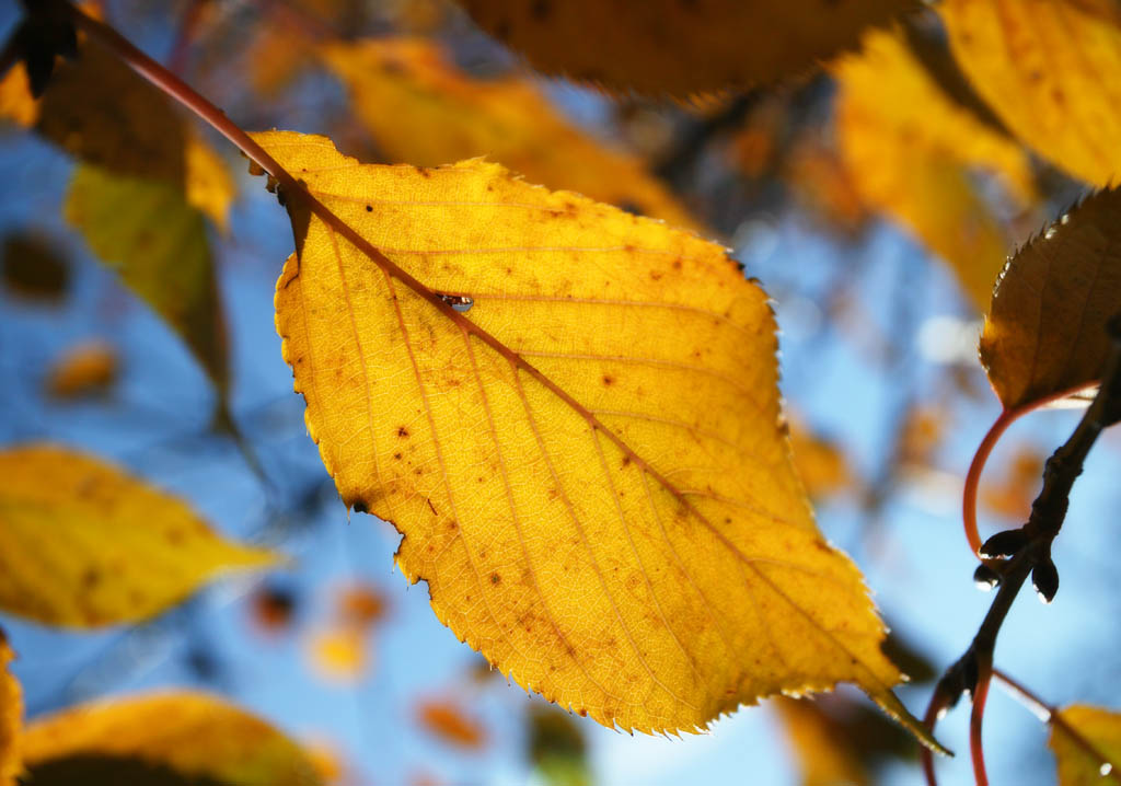 photo,material,free,landscape,picture,stock photo,Creative Commons,The leaf vein which turned red and yellow, Colored leaves, leaf of cherry tree, Fallen leaves, branch