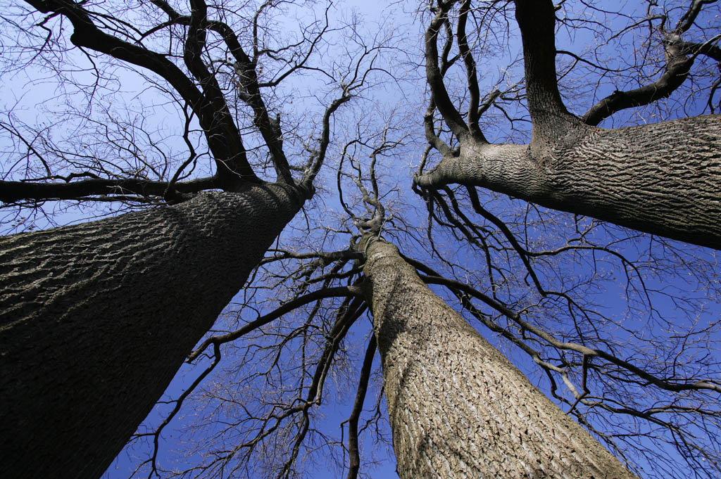 Foto, materieel, vrij, landschap, schilderstuk, bevoorraden foto,De lucht van drie broers, De dop, Blauwe lucht, Gevallene verloven, Boom