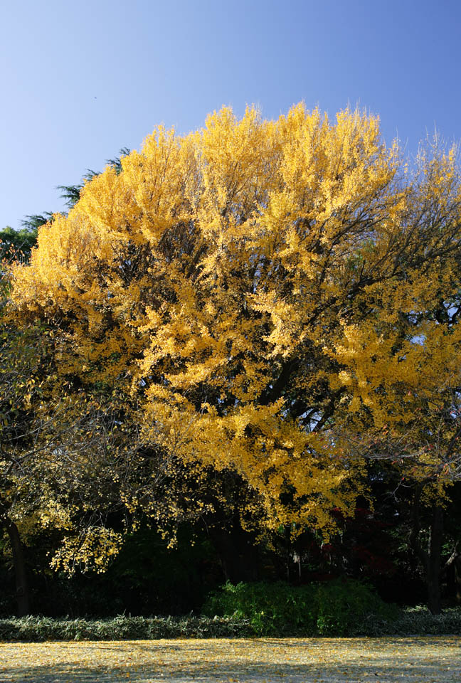 fotografia, materiale, libero il panorama, dipinga, fotografia di scorta,Autunno di un ginkgo, Foglie colorate, ginkgo, Foglie cadute, 