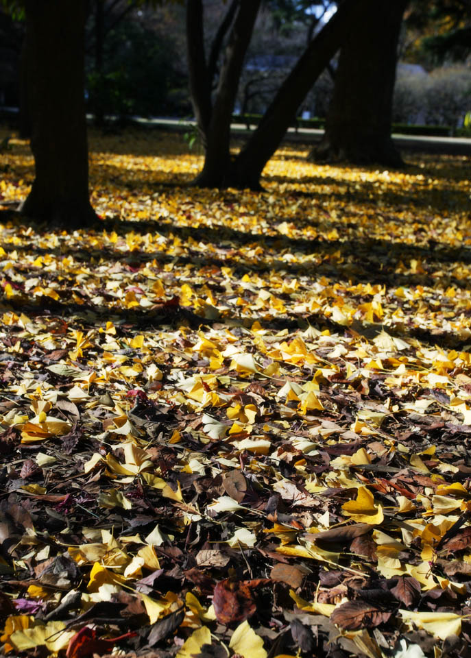 photo, la matire, libre, amnage, dcrivez, photo de la rserve,Une danse de feuilles mortes, La terre, ginkgo, Feuilles baisses, 