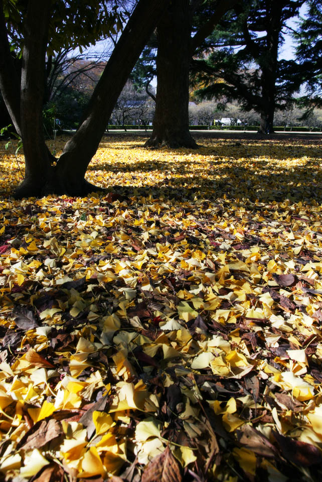 fotografia, material, livra, ajardine, imagine, proveja fotografia,Um tapete de folhas mortas, O cho, ginkgo, Folhas cadas, 