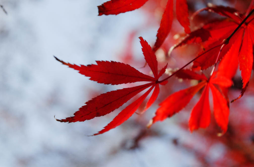 Foto, materiell, befreit, Landschaft, Bild, hat Foto auf Lager,Autum-Blatt ist tief rot, Frbte Bltter, Ahorn, Abgefallene Bltter, Baum