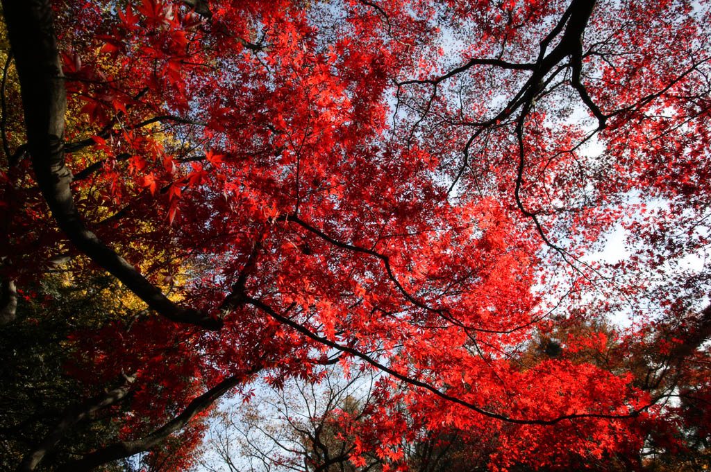 photo,material,free,landscape,picture,stock photo,Creative Commons,Autum leaf is deep red, Colored leaves, Maple, Fallen leaves, tree