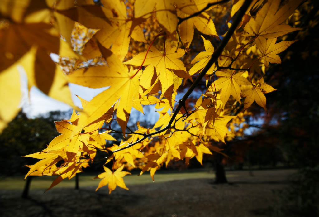 foto,tela,gratis,paisaje,fotografa,idea,La hoja de Autum es amarilla, Permisos de color, Arce, Hojas cadas, rbol