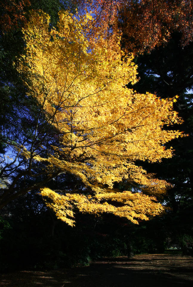 Foto, materiell, befreit, Landschaft, Bild, hat Foto auf Lager,Autum-Blatt ist gelb, Frbte Bltter, Ahorn, Abgefallene Bltter, Baum