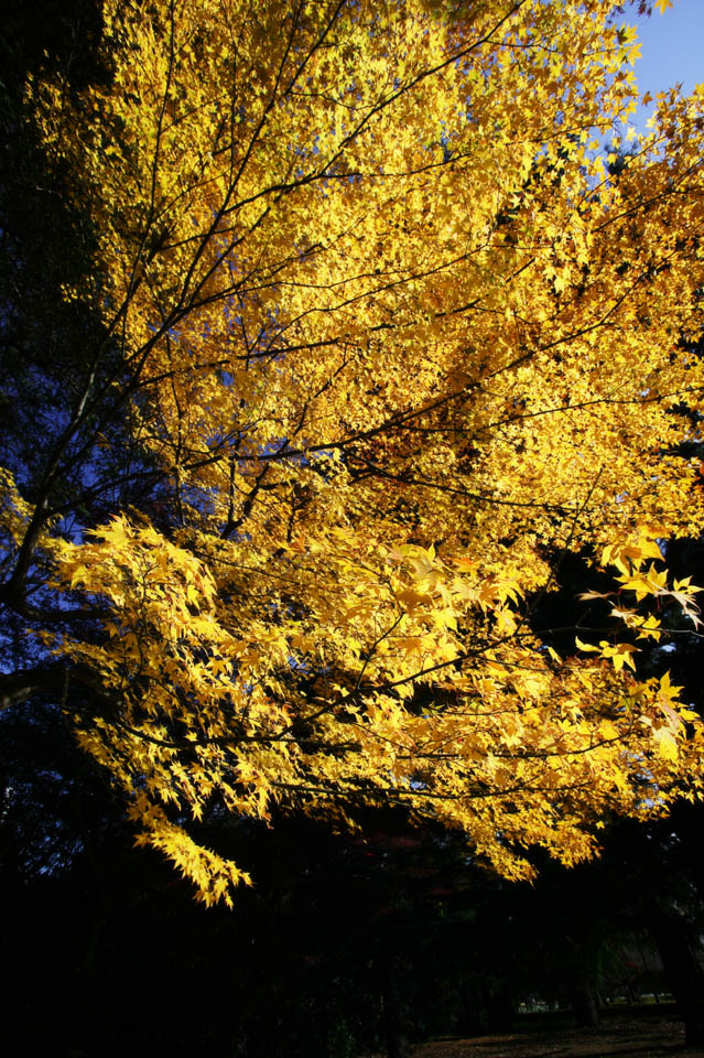 Foto, materiell, befreit, Landschaft, Bild, hat Foto auf Lager,Autum-Blatt ist gelb, Frbte Bltter, Ahorn, Abgefallene Bltter, Baum