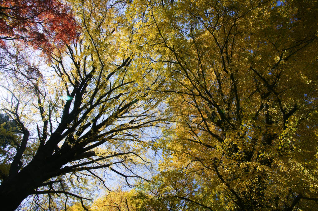 foto,tela,gratis,paisaje,fotografa,idea,Otoo de un cambio de ginkgo rojo y amarillo, Permisos de color, Arce, Hojas cadas, rbol