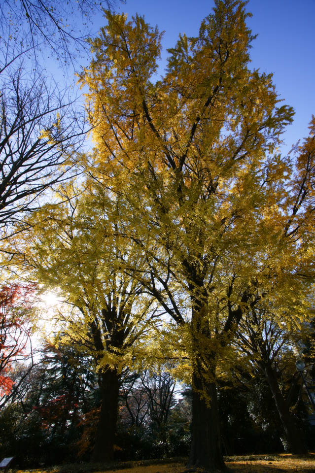 Foto, materieel, vrij, landschap, schilderstuk, bevoorraden foto,Herfst van een ginkgo draaiend rood en geel, Kleurig verloven, Ahorn, Gevallene verloven, Boom