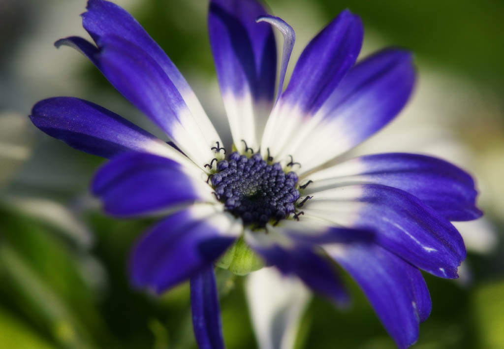 Foto, materiell, befreit, Landschaft, Bild, hat Foto auf Lager,Eine blaue Zinerarie, Zinerarie, Blau, Indigopflanze, Topfpflanze