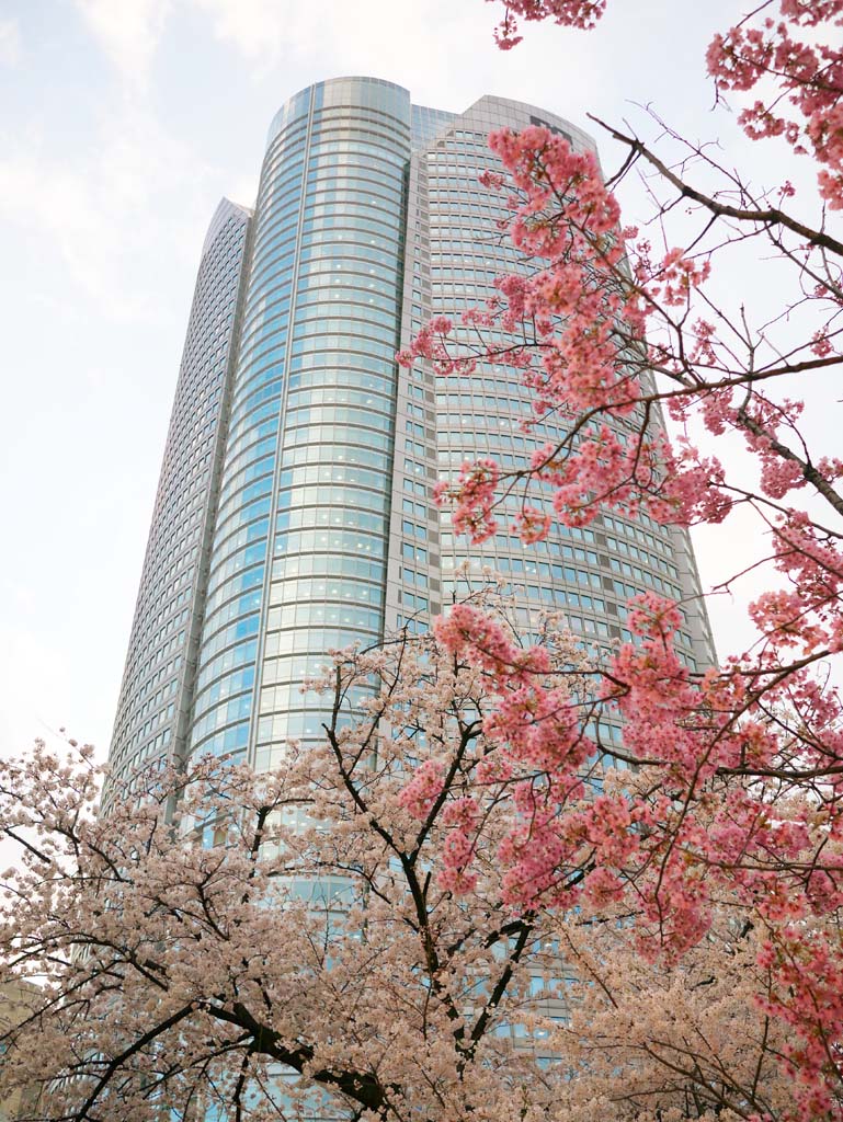 foto,tela,gratis,paisaje,fotografa,idea,Roppongi Hills, , , , 