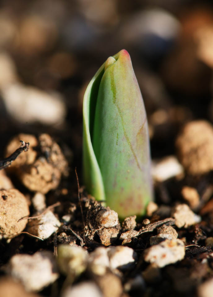 Foto, materieel, vrij, landschap, schilderstuk, bevoorraden foto,De ontluikend van een tulp, , Knop, Voedingsbodem, Potplant