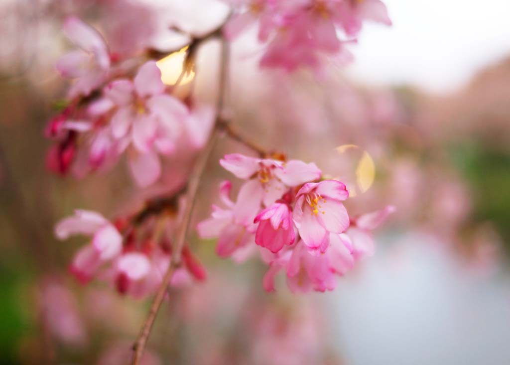 foto,tela,gratis,paisaje,fotografa,idea,Color de flor de cerezo Tainai, , , , 