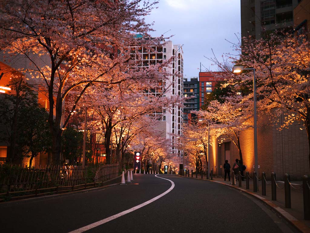 photo,material,free,landscape,picture,stock photo,Creative Commons,Roppongi Sakura-zaka, , , , 