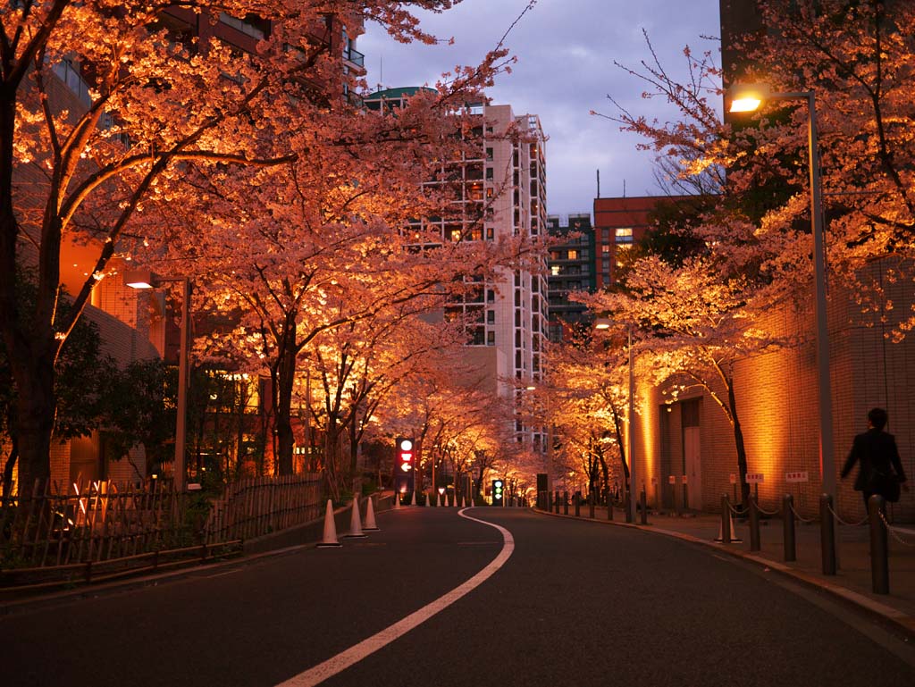 foto,tela,gratis,paisaje,fotografa,idea,Roppongi Sakura-zaka, , , , 