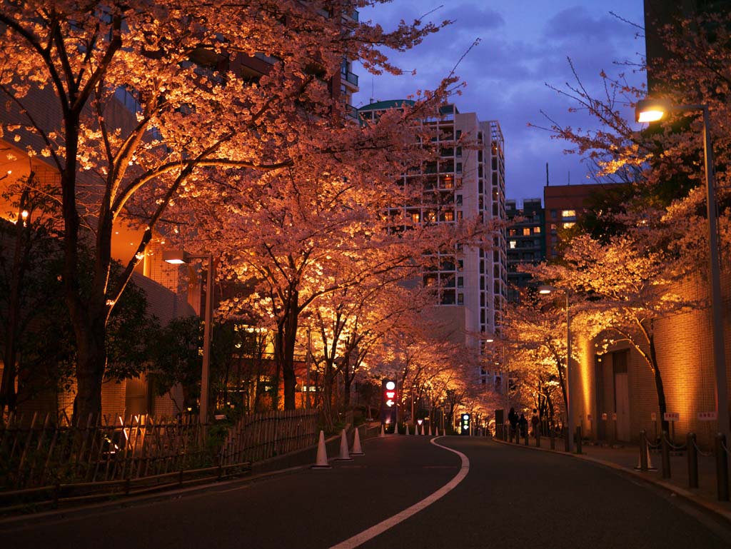 foto,tela,gratis,paisaje,fotografa,idea,Roppongi Sakura-zaka, , , , 