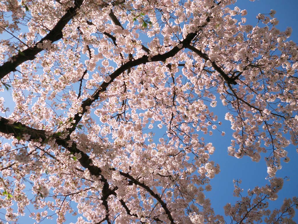 foto,tela,gratis,paisaje,fotografa,idea,Flor de Cerezo, , , , 