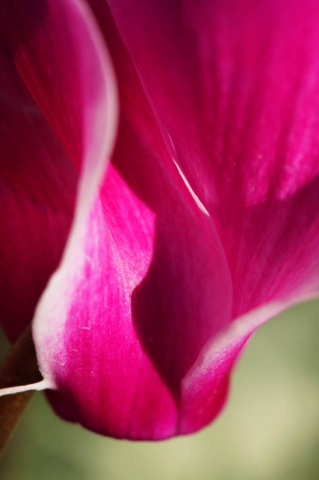 Foto, materiell, befreit, Landschaft, Bild, hat Foto auf Lager,Wellenfrmige Bewegung eines Alpenveilchens, Alpenveilchen, Rosa, Bltenblatt, Topfpflanze