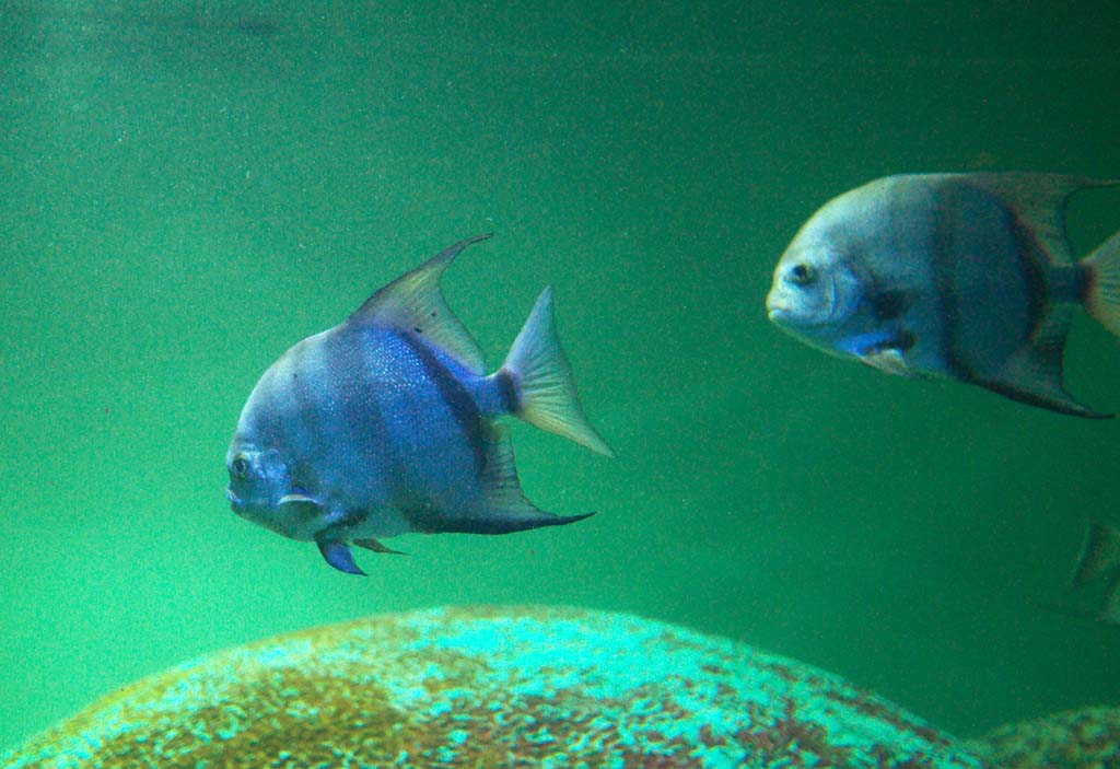 fotografia, materiale, libero il panorama, dipinga, fotografia di scorta,Pesce tropicale, , , , 